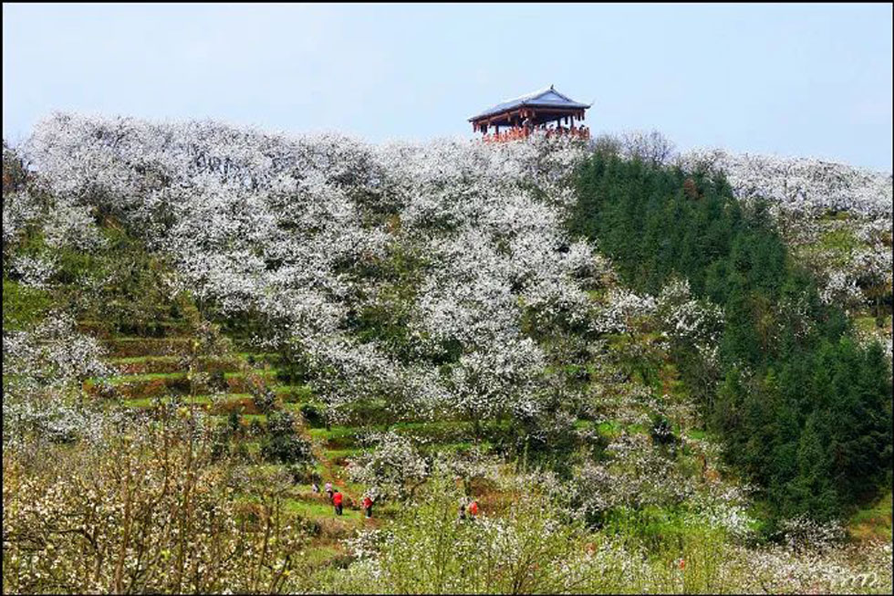 【春天,广西桂林灌阳县向您发出邀请!】我们在灌阳看梨花 - 游山玩水 - 保山生活社区 - 保山28生活网 bs.28life.net