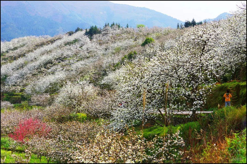 【春天,广西桂林灌阳县向您发出邀请!】我们在灌阳看梨花 - 游山玩水 - 保山生活社区 - 保山28生活网 bs.28life.net
