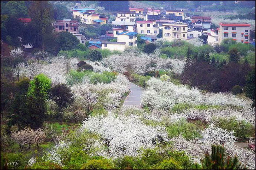 【春天,广西桂林灌阳县向您发出邀请!】我们在灌阳看梨花 - 游山玩水 - 保山生活社区 - 保山28生活网 bs.28life.net