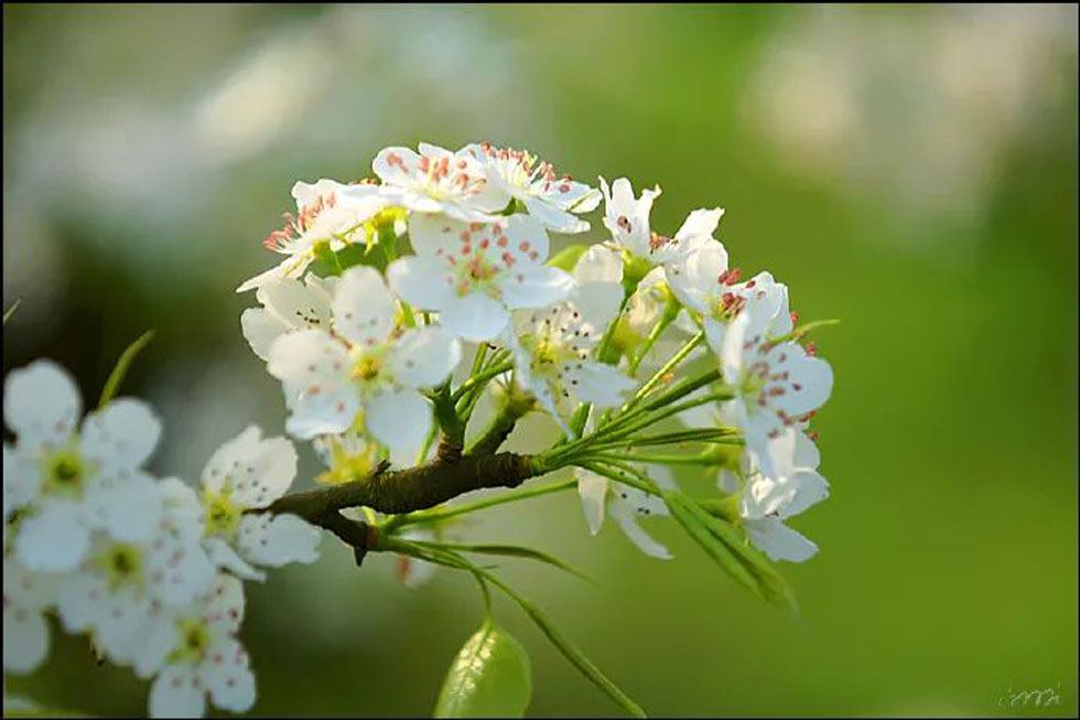 【春天,广西桂林灌阳县向您发出邀请!】我们在灌阳看梨花 - 游山玩水 - 保山生活社区 - 保山28生活网 bs.28life.net
