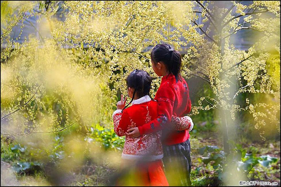 【春天,广西桂林灌阳县向您发出邀请!】米珠山前有片山苍子花在飘香 - 游山玩水 - 保山生活社区 - 保山28生活网 bs.28life.net