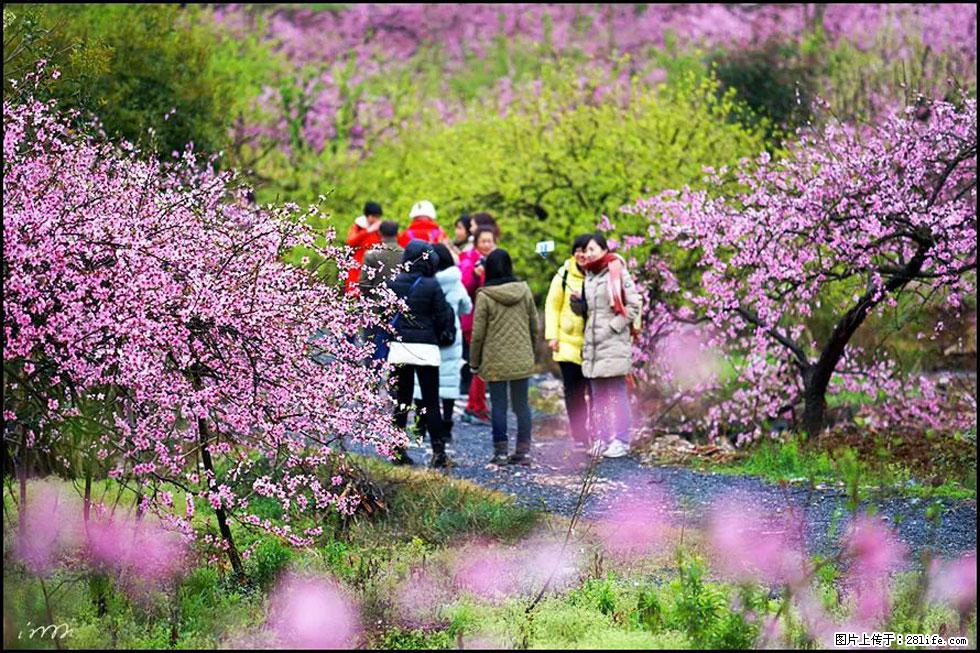 【春天,广西桂林灌阳县向您发出邀请!】官庄村有个醉美的桃花园 - 游山玩水 - 保山生活社区 - 保山28生活网 bs.28life.net