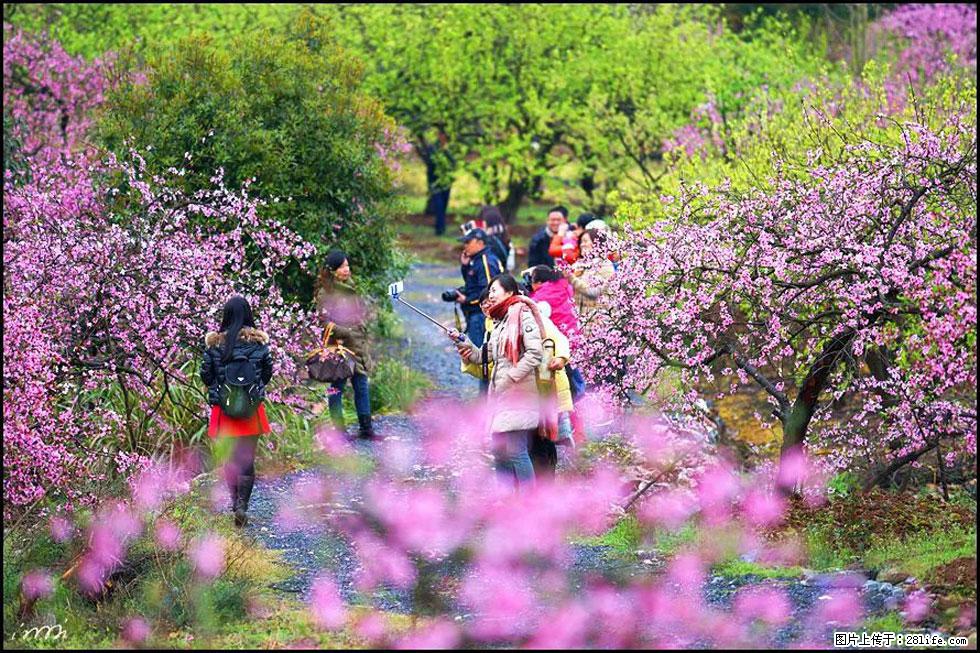 【春天,广西桂林灌阳县向您发出邀请!】官庄村有个醉美的桃花园 - 游山玩水 - 保山生活社区 - 保山28生活网 bs.28life.net