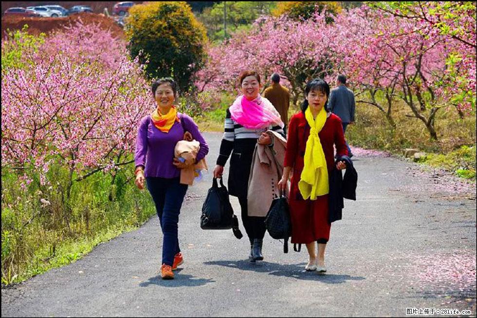 【春天,广西桂林灌阳县向您发出邀请!】官庄村有个醉美的桃花园 - 游山玩水 - 保山生活社区 - 保山28生活网 bs.28life.net
