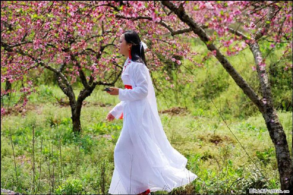 【春天,广西桂林灌阳县向您发出邀请!】官庄村有个醉美的桃花园 - 游山玩水 - 保山生活社区 - 保山28生活网 bs.28life.net