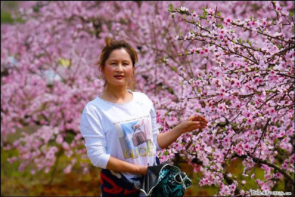 【春天,广西桂林灌阳县向您发出邀请!】官庄村有个醉美的桃花园 - 游山玩水 - 保山生活社区 - 保山28生活网 bs.28life.net