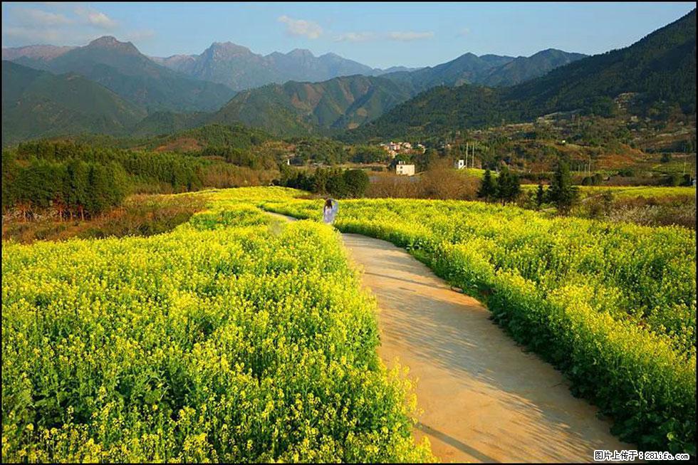 【春天,广西桂林灌阳县向您发出邀请!】长坪村油菜盛情花开 - 游山玩水 - 保山生活社区 - 保山28生活网 bs.28life.net
