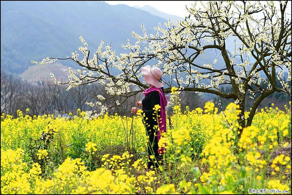 【春天,广西桂林灌阳县向您发出邀请!】长坪村油菜盛情花开 - 游山玩水 - 保山生活社区 - 保山28生活网 bs.28life.net