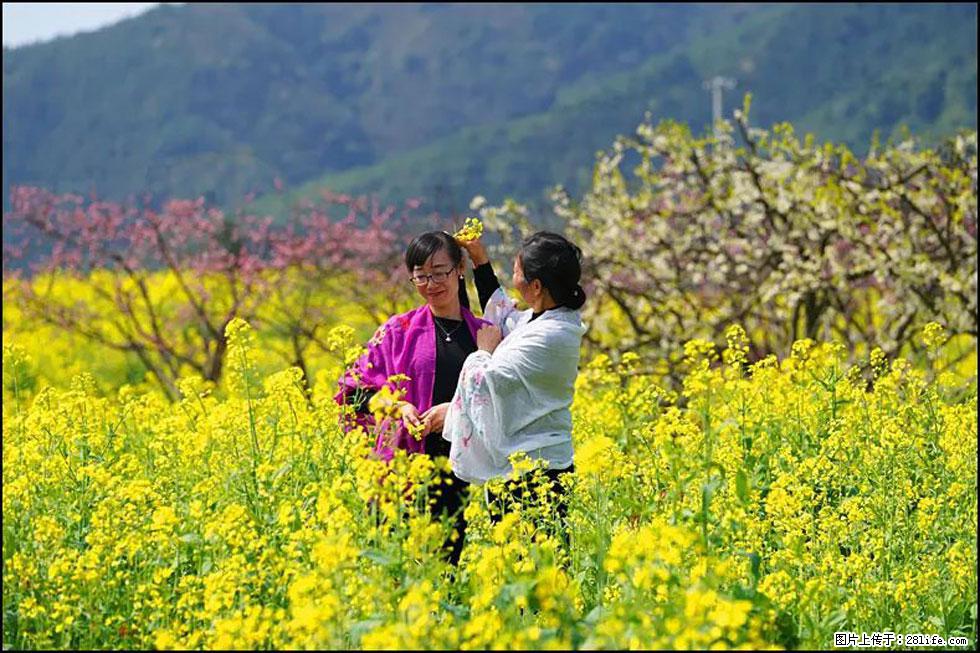 【春天,广西桂林灌阳县向您发出邀请!】长坪村油菜盛情花开 - 游山玩水 - 保山生活社区 - 保山28生活网 bs.28life.net