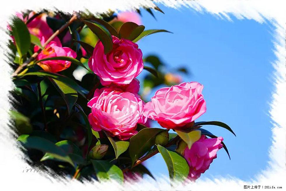 【春天，广西桂林灌阳县向您发出邀请！】杨柳井茶花惹人爱 - 游山玩水 - 保山生活社区 - 保山28生活网 bs.28life.net