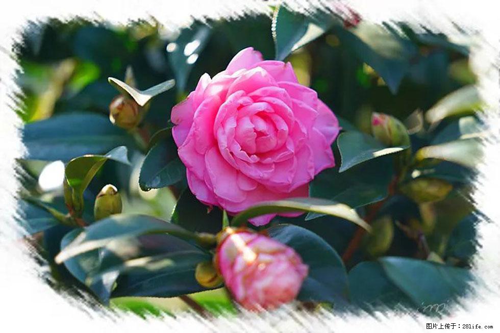【春天，广西桂林灌阳县向您发出邀请！】杨柳井茶花惹人爱 - 游山玩水 - 保山生活社区 - 保山28生活网 bs.28life.net