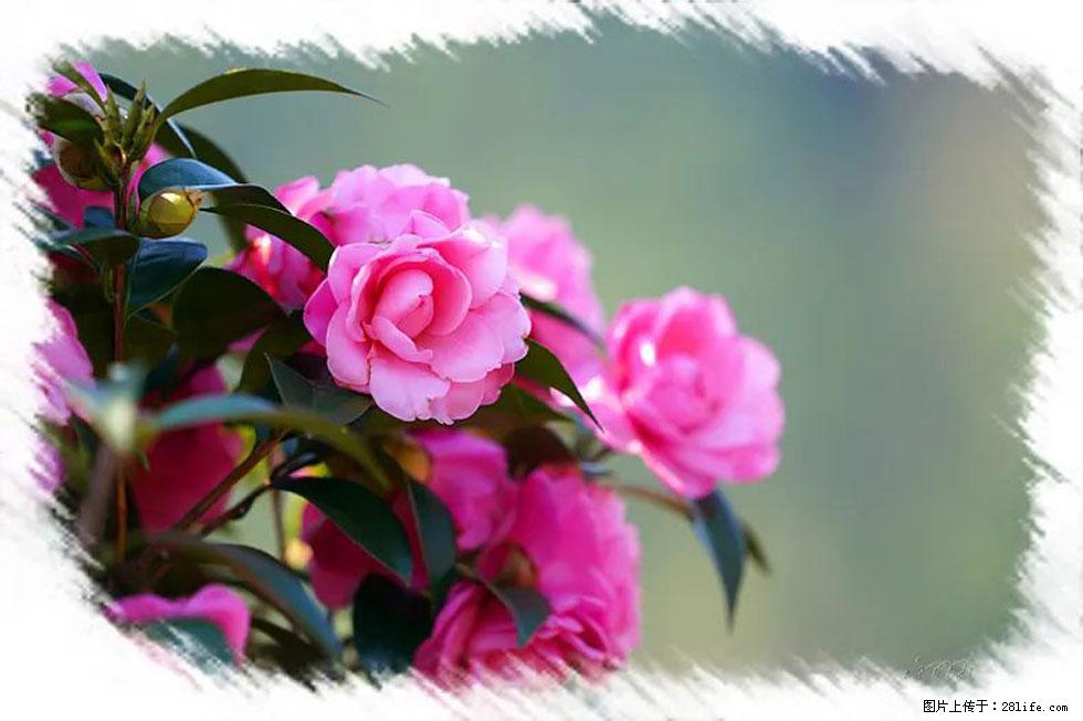 【春天，广西桂林灌阳县向您发出邀请！】杨柳井茶花惹人爱 - 游山玩水 - 保山生活社区 - 保山28生活网 bs.28life.net