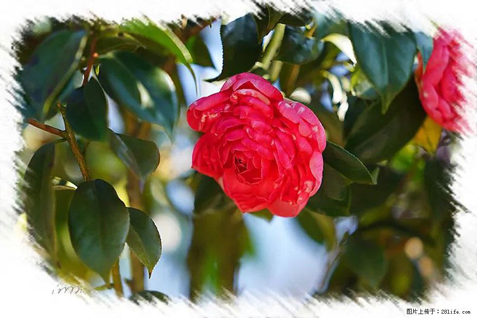 【春天，广西桂林灌阳县向您发出邀请！】杨柳井茶花惹人爱 - 游山玩水 - 保山生活社区 - 保山28生活网 bs.28life.net