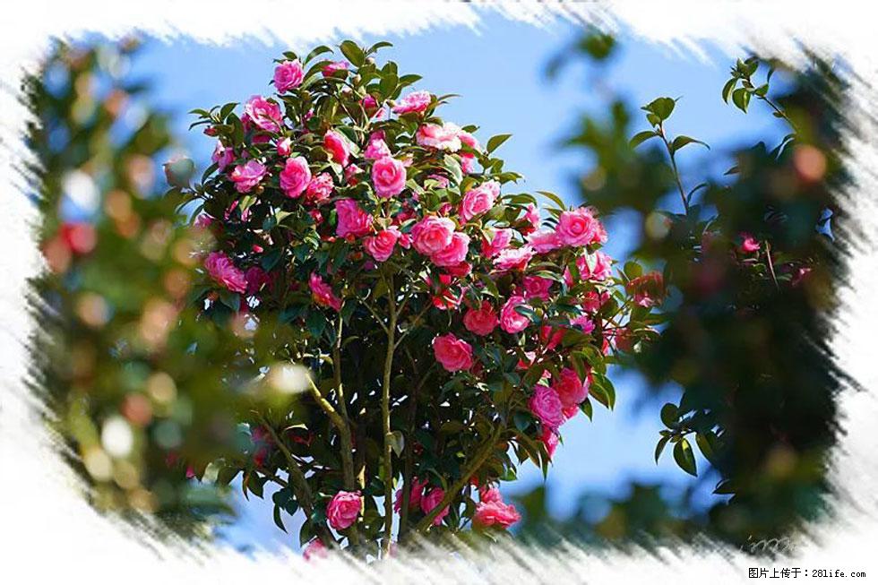 【春天，广西桂林灌阳县向您发出邀请！】杨柳井茶花惹人爱 - 游山玩水 - 保山生活社区 - 保山28生活网 bs.28life.net