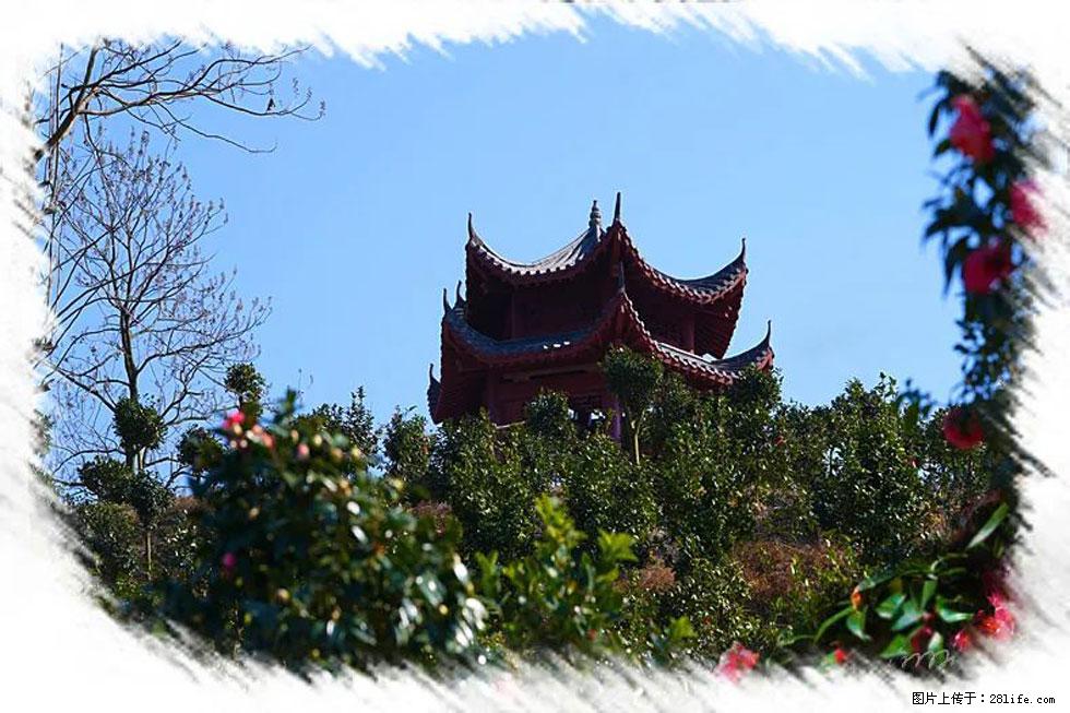 【春天，广西桂林灌阳县向您发出邀请！】杨柳井茶花惹人爱 - 游山玩水 - 保山生活社区 - 保山28生活网 bs.28life.net