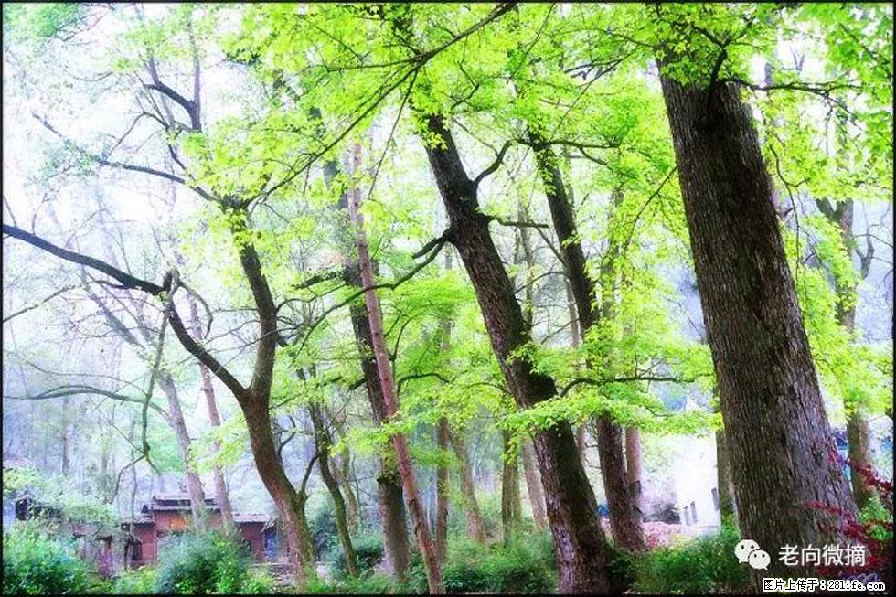 【春天，广西桂林灌阳县向您发出邀请！】在小龙村与春天约会 - 游山玩水 - 保山生活社区 - 保山28生活网 bs.28life.net