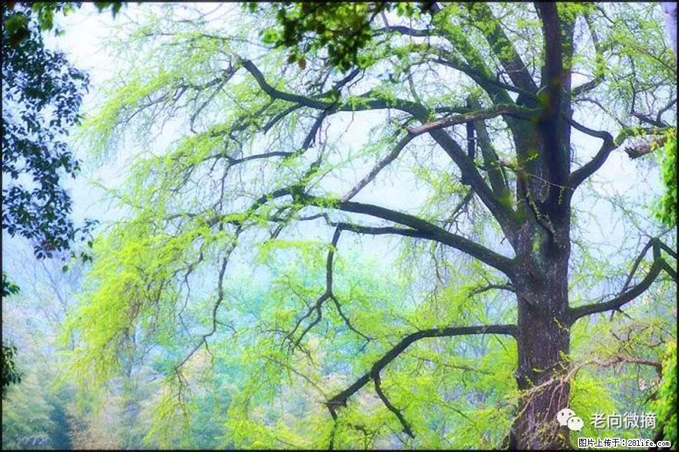 【春天，广西桂林灌阳县向您发出邀请！】在小龙村与春天约会 - 游山玩水 - 保山生活社区 - 保山28生活网 bs.28life.net
