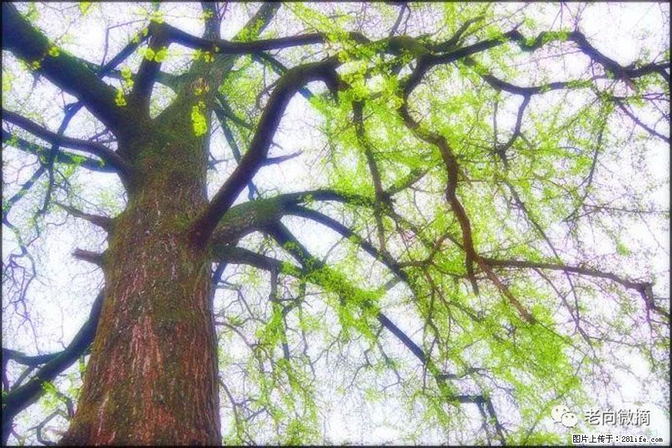 【春天，广西桂林灌阳县向您发出邀请！】在小龙村与春天约会 - 游山玩水 - 保山生活社区 - 保山28生活网 bs.28life.net