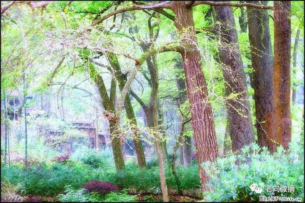 【春天，广西桂林灌阳县向您发出邀请！】在小龙村与春天约会 - 游山玩水 - 保山生活社区 - 保山28生活网 bs.28life.net