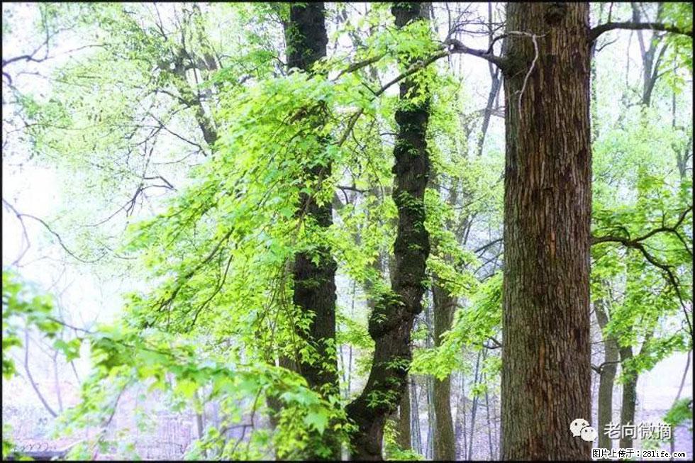 【春天，广西桂林灌阳县向您发出邀请！】在小龙村与春天约会 - 游山玩水 - 保山生活社区 - 保山28生活网 bs.28life.net