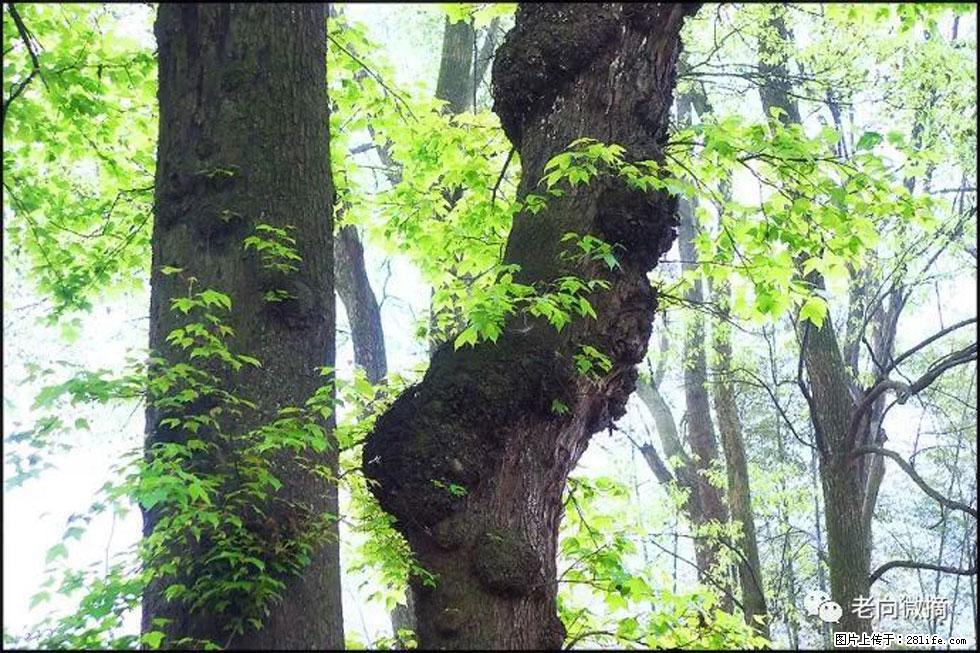 【春天，广西桂林灌阳县向您发出邀请！】在小龙村与春天约会 - 游山玩水 - 保山生活社区 - 保山28生活网 bs.28life.net
