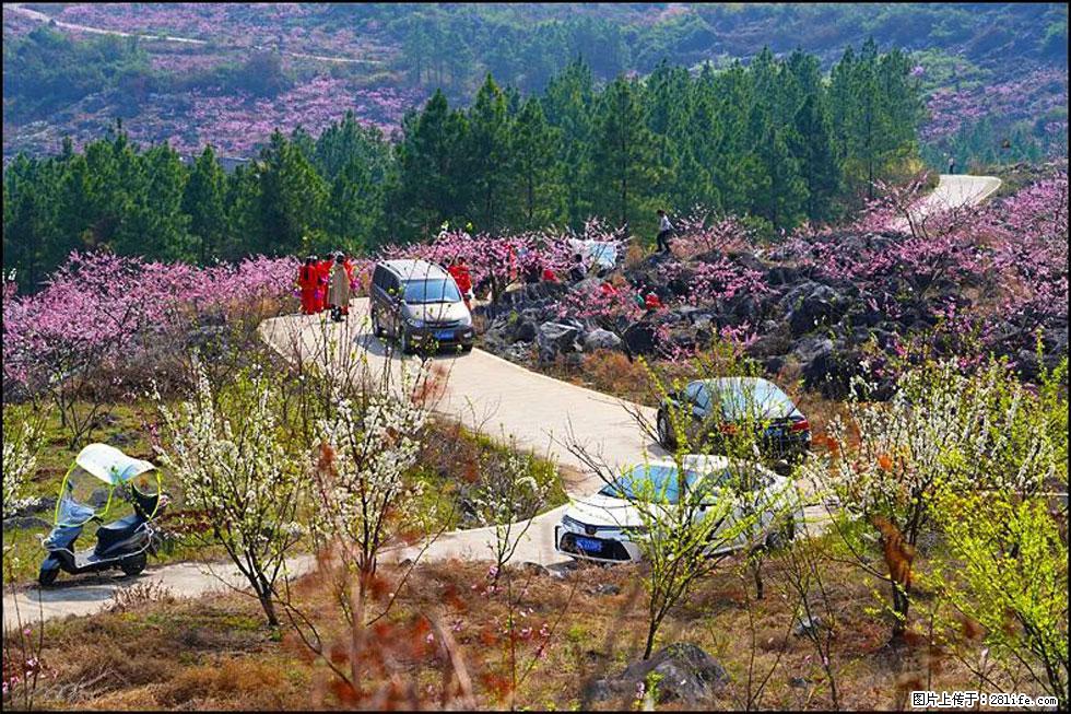 【春天，广西桂林灌阳县向您发出邀请！】望月岭上桃花开 - 游山玩水 - 保山生活社区 - 保山28生活网 bs.28life.net