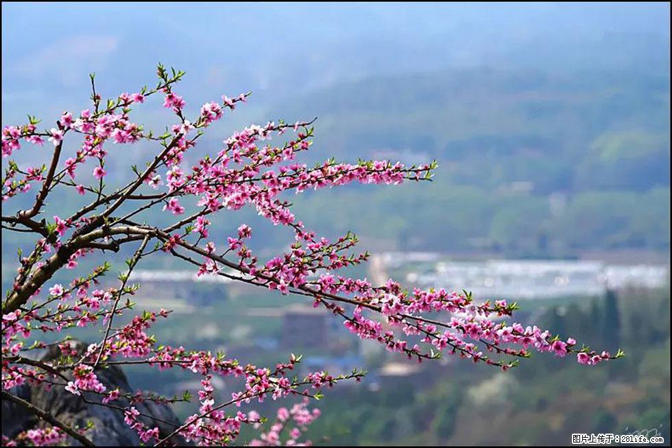 【春天，广西桂林灌阳县向您发出邀请！】望月岭上桃花开 - 游山玩水 - 保山生活社区 - 保山28生活网 bs.28life.net