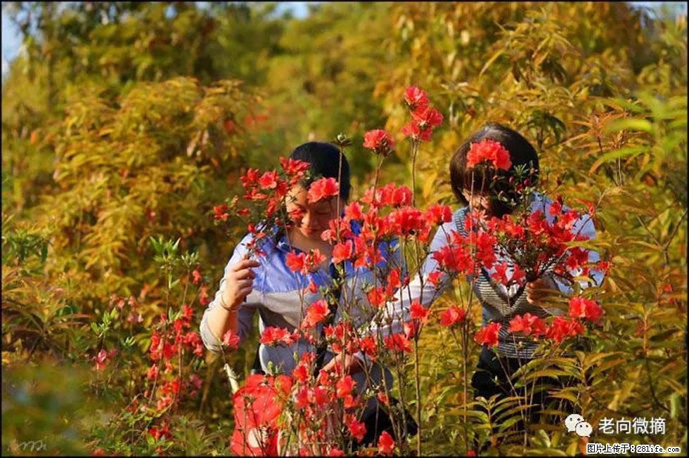 【春天,广西桂林灌阳县向您发出邀请!】登麒麟山,相约映山红 - 游山玩水 - 保山生活社区 - 保山28生活网 bs.28life.net