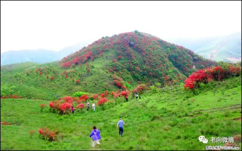 【春天，广西桂林灌阳县向您发出邀请！】宝盖山上映山红 - 游山玩水 - 保山生活社区 - 保山28生活网 bs.28life.net