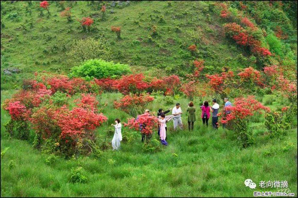 【春天，广西桂林灌阳县向您发出邀请！】宝盖山上映山红 - 游山玩水 - 保山生活社区 - 保山28生活网 bs.28life.net