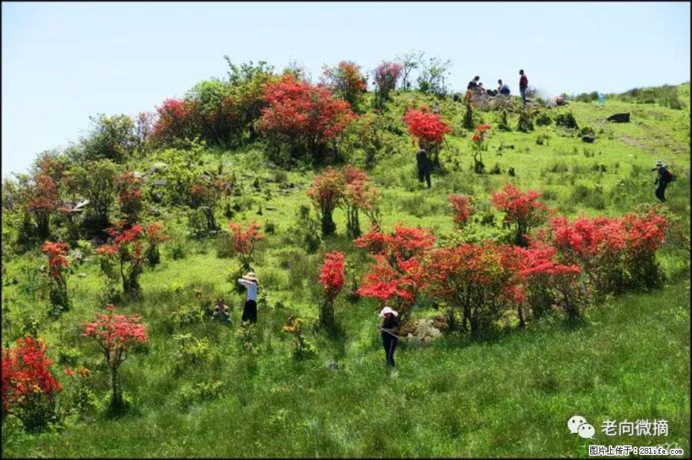 【春天，广西桂林灌阳县向您发出邀请！】宝盖山上映山红 - 游山玩水 - 保山生活社区 - 保山28生活网 bs.28life.net
