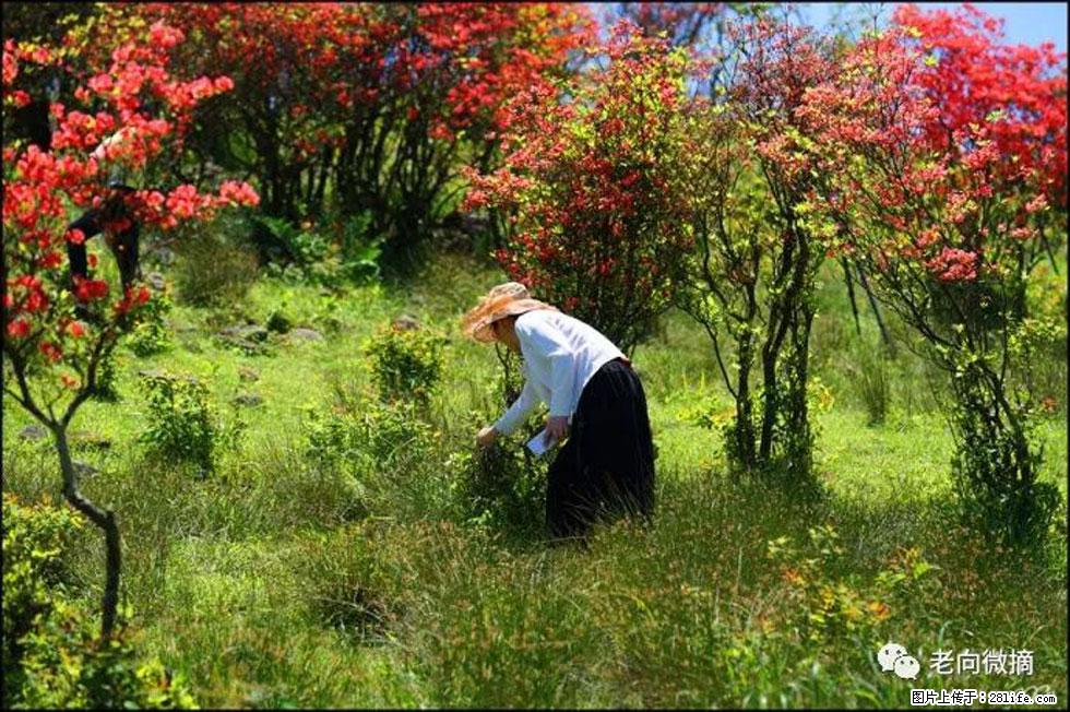 【春天，广西桂林灌阳县向您发出邀请！】宝盖山上映山红 - 游山玩水 - 保山生活社区 - 保山28生活网 bs.28life.net