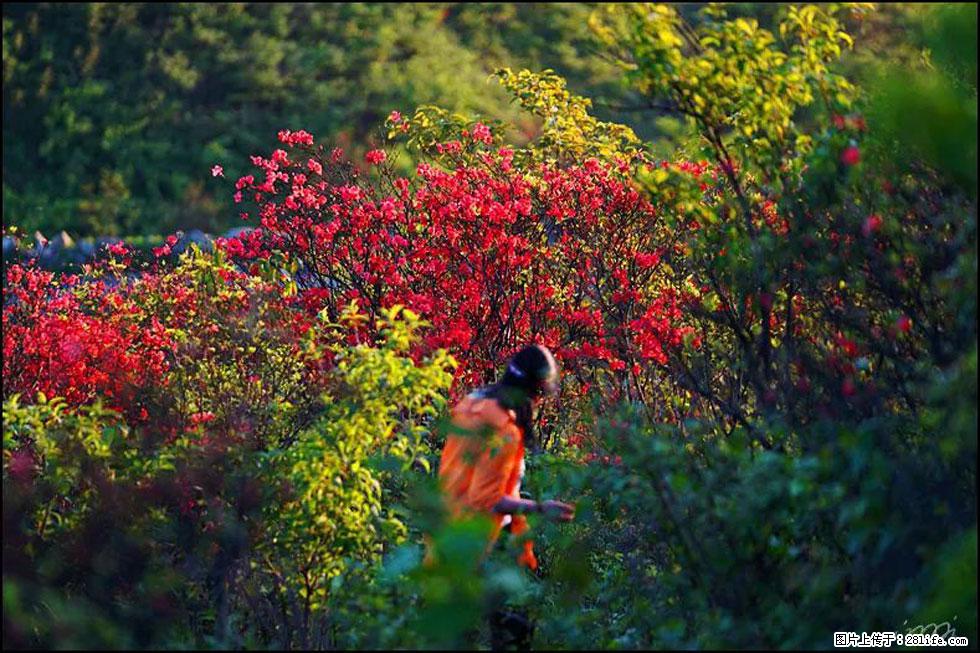 【春天，广西桂林灌阳县向您发出邀请！】春木界上映山红 - 游山玩水 - 保山生活社区 - 保山28生活网 bs.28life.net