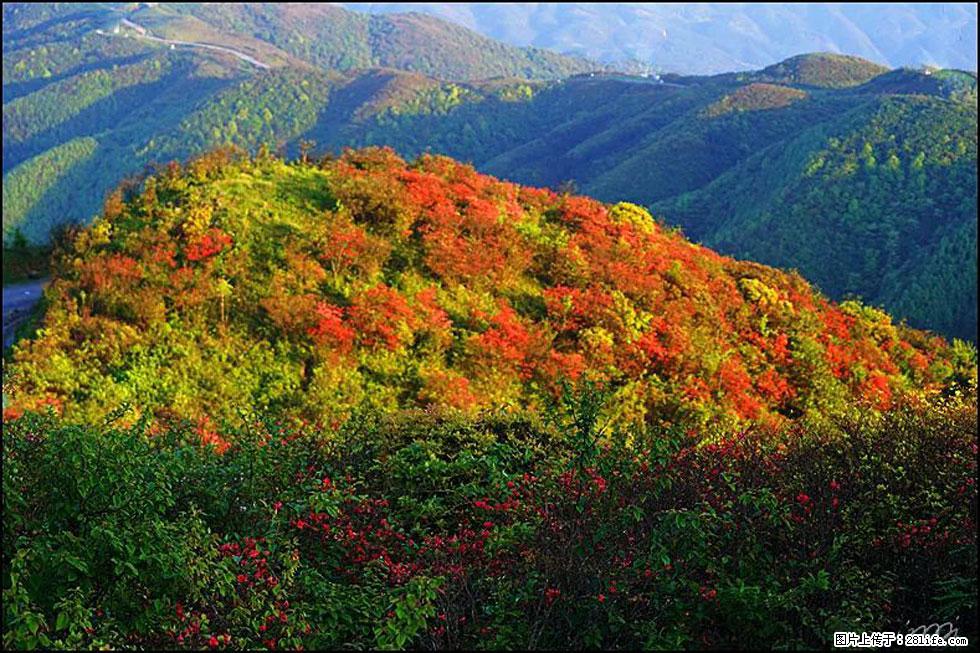 【春天，广西桂林灌阳县向您发出邀请！】春木界上映山红 - 游山玩水 - 保山生活社区 - 保山28生活网 bs.28life.net