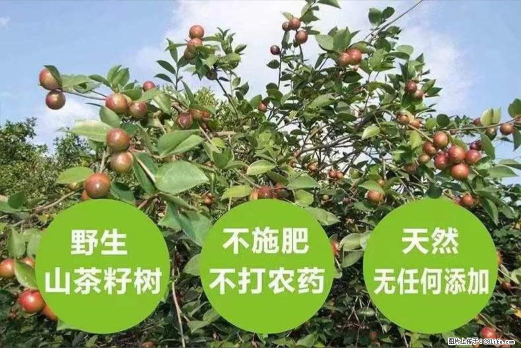 【灌阳县油茶产业示范区】一个有着充实的精神生活的人，对待身外之物自会有一种淡泊的态度 - 美食天地 - 保山生活社区 - 保山28生活网 bs.28life.net