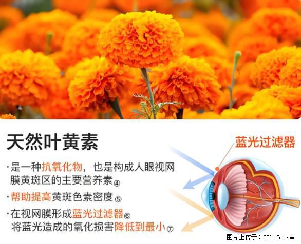 叶黄素有什么功效和作用 - 生活百科 - 保山生活社区 - 保山28生活网 bs.28life.net
