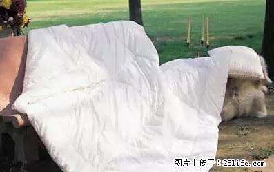 被子有异味?只要这样做,比晒太阳还强100倍! - 家居生活 - 保山生活社区 - 保山28生活网 bs.28life.net