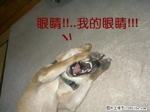 笑癫了！一女的怀孕三年未生，他终于忍不住了... - 娱乐八卦 - 保山生活社区 - 保山28生活网 bs.28life.net