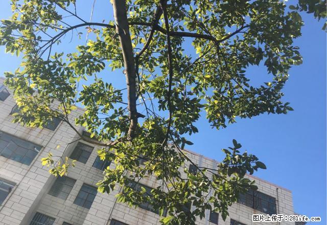 此房位于龙泉路永昌中心小学附近带家电，家具可拎包入住。 - 房屋出租 - 房屋租售 - 保山分类信息 - 保山28生活网 bs.28life.net