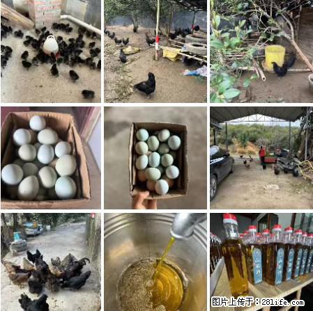 油茶园从小鸡仔开始养起的纯土鸡、土鸡蛋可以预定啦！还有前几天刚榨的纯山茶油哦 - 美食天地 - 保山生活社区 - 保山28生活网 bs.28life.net