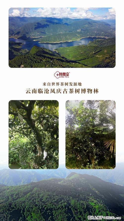 时间果百年古树2025年春红茶 - 购物交流 - 保山生活社区 - 保山28生活网 bs.28life.net