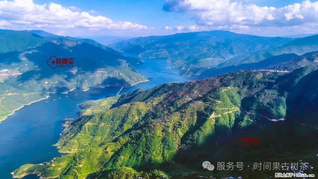时间果百年古树龙珠普洱生茶 - 购物交流 - 保山生活社区 - 保山28生活网 bs.28life.net