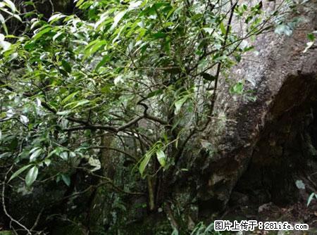 平乐石崖茶，珍贵仅次于金花茶 - 保山生活资讯 - 保山28生活网 bs.28life.net