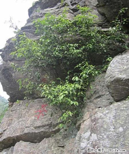 平乐石崖茶，珍贵仅次于金花茶 - 保山生活资讯 - 保山28生活网 bs.28life.net