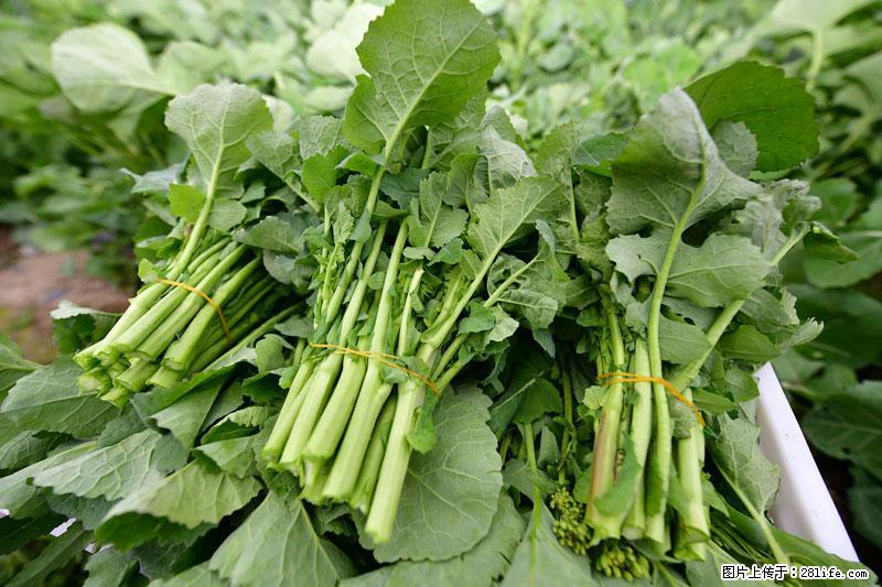 这些蔬菜是“天然钙片”，这6种被医生重点推荐 - 保山生活资讯 - 保山28生活网 bs.28life.net